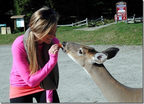 feeding deer