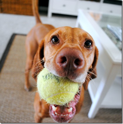vizsla with ball