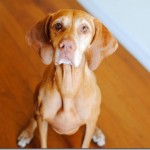 Vizsla Vizsla