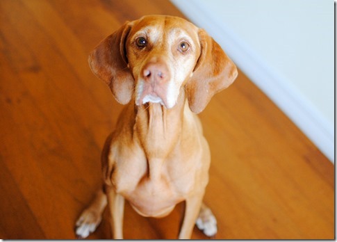 Vizsla