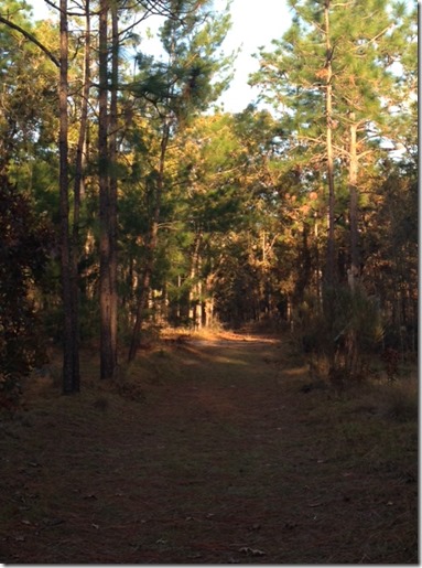 hiking silver river ocala