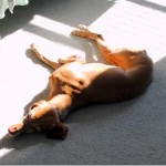 Dog in the Sun Dog in the Sun