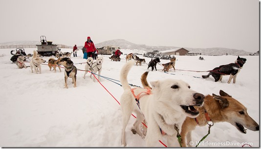 Park City Dog Sledding