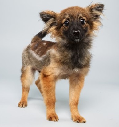 Puppy Bowl 2014