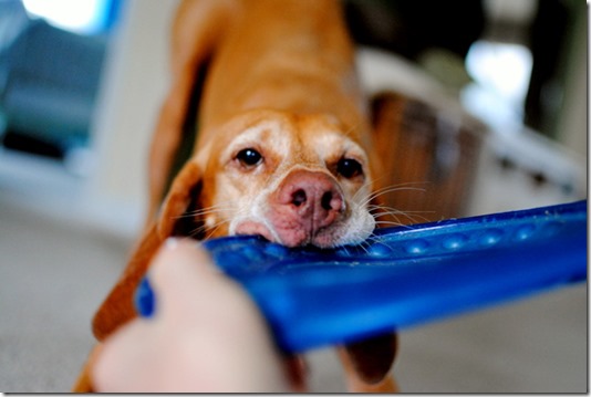 dog and frisbee