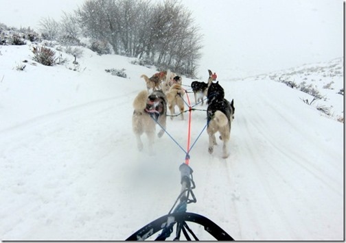 dog sledding park city_thumb[1]