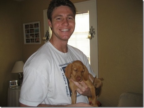 vizsla puppy