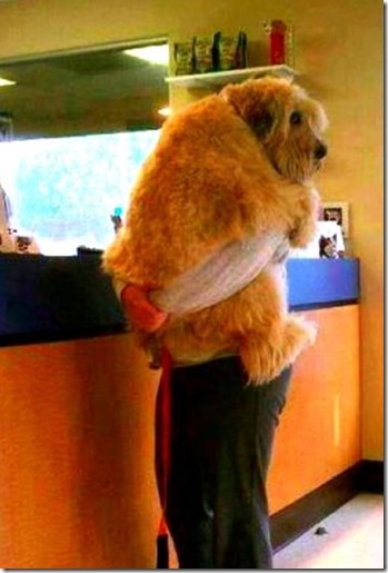 Animals at the Vet