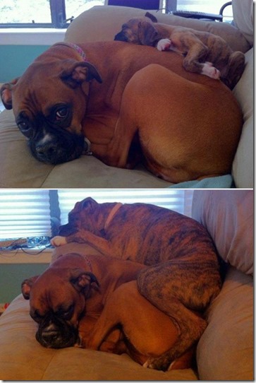 pets-before-after-15