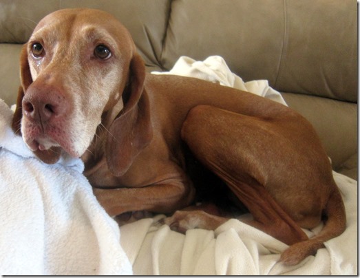 sad vizsla
