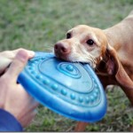 vizsla frizbee vizsla frizbee