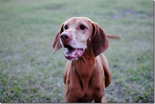 vizsla