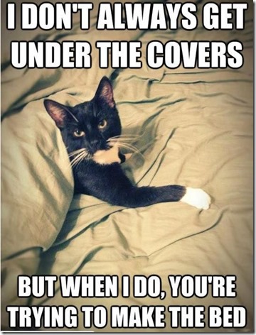 Funny Cat