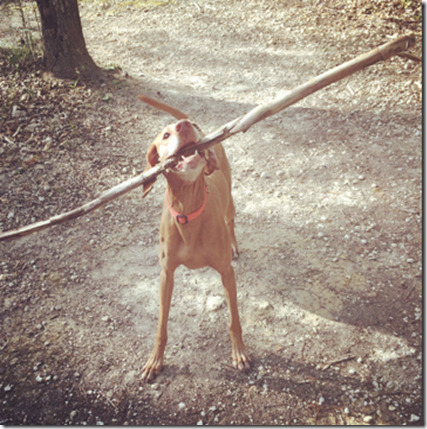 Small Dog with a Big Stick