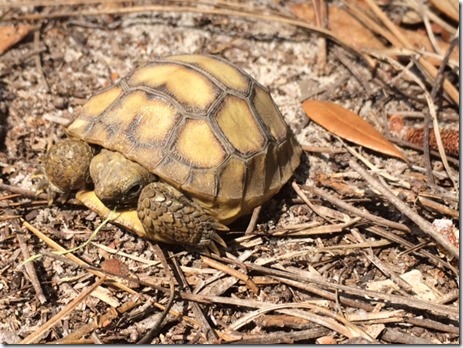 Gopher Tortoise Baby