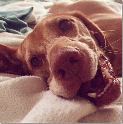 Happy Vizsla