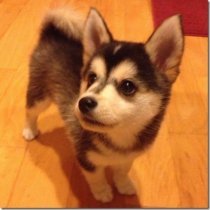 Pomsky