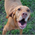 Sadie Vizsla Sadie Vizsla