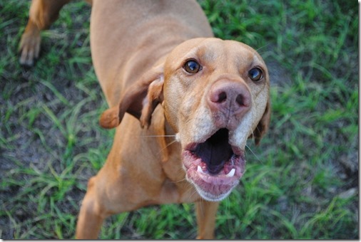 Sadie Vizsla