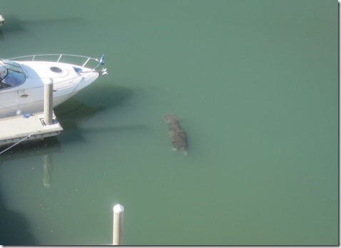 Sarasota Manatee