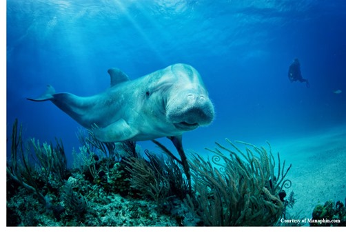 manaphin