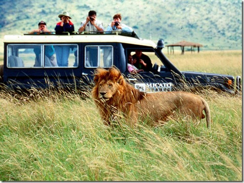 African Safari