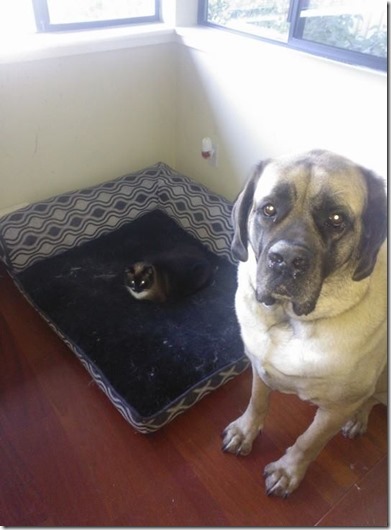 Cats in Dog Beds