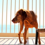 Dog Hunting Shadows Dog Hunting Shadows
