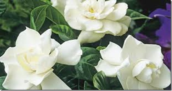 Gardenias