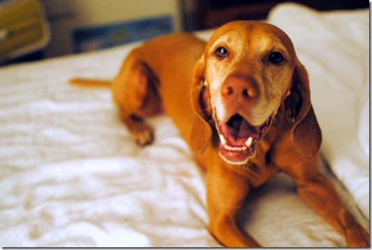 Happy Vizsla