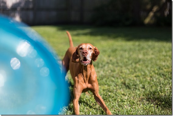 Vizsla Frisbee