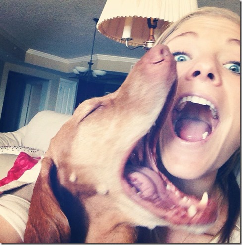 Vizsla