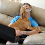 Vizsla demanding attention Vizsla demanding attention