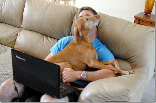 Vizsla demanding attention