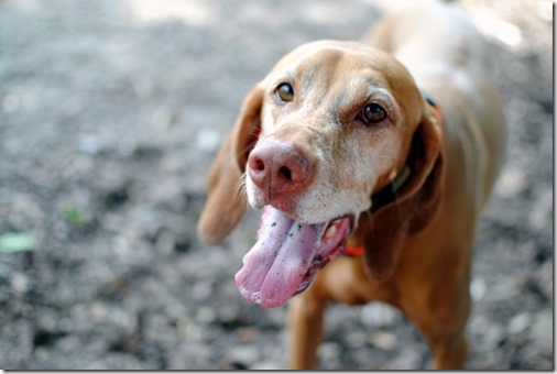 vizsla
