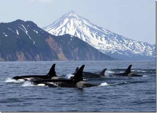 wild killer whales