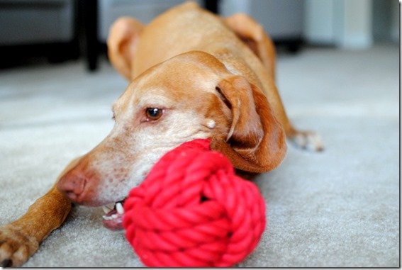 BarkBox Toy