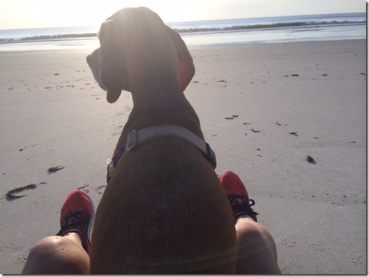 Beach Vizsla