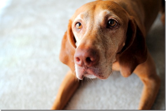Begging Dog