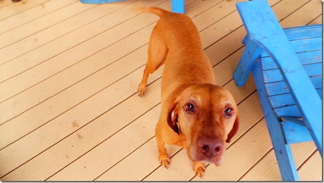 Koda Vizsla