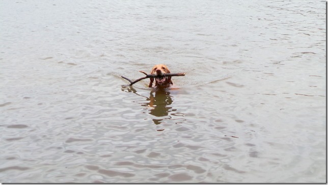 Lake Dog