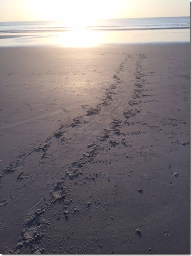 Sea Turtle Tracks Jacksonville