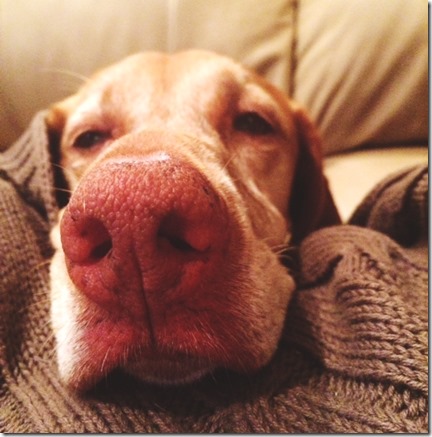 Sleepy Dog