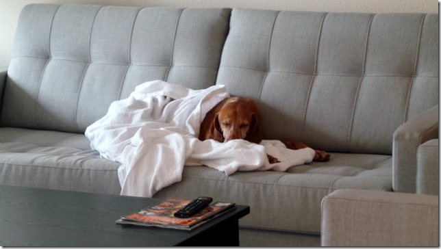 Sleepy Vizsla