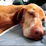 Sleepy Vizsla Sleepy Vizsla