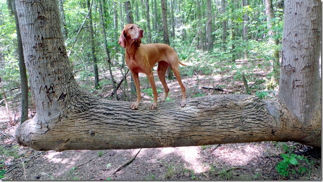 Tree Dog