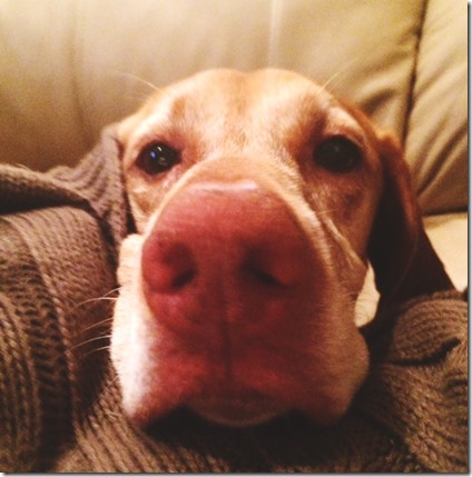 Vizsla (2)