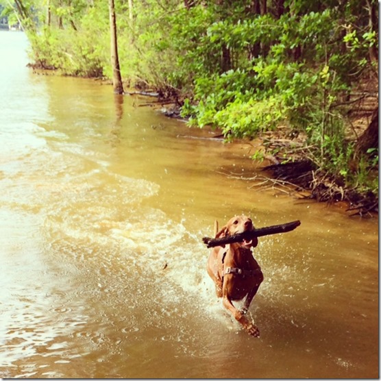 Vizsla Lake Dog