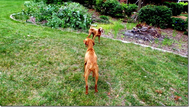 Vizslas
