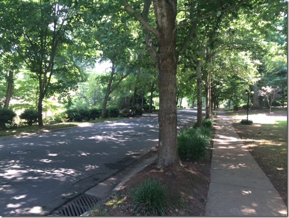 shady street